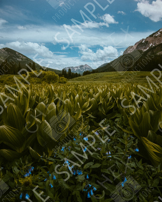 Alpine Quiet